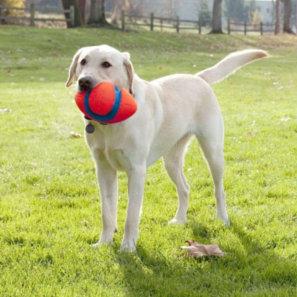 CHUCKIT FUMBLE FETCH SMALL