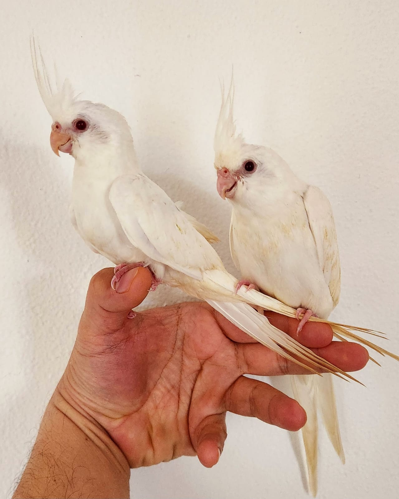 COCOTILO MACHO Y HEMBRA DOMESTICADO