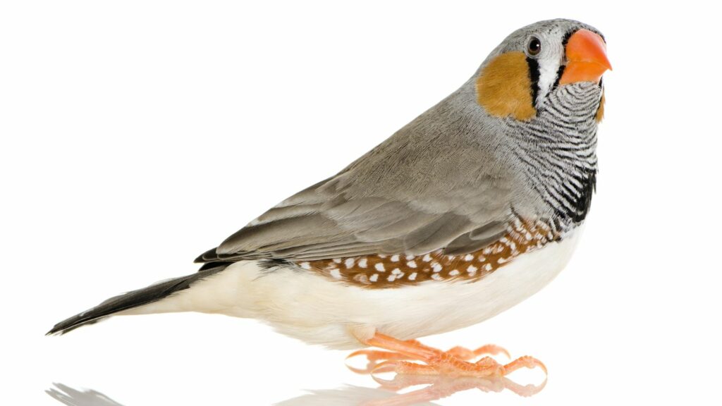 ZEBRA FINCH PAREJA