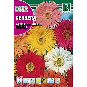 SEMILLA GERBERA RAYON DE SOLEIL HIBRIDA ROCALBA 0.1 GR