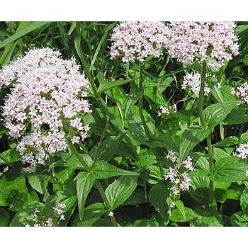 INTER SEMILLAS DE VALERIANA
