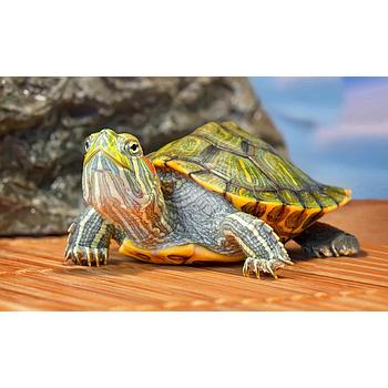 TORTUGA OREJA ROJA