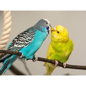 PERICA AUSTRALIANA HEMBRA Y MACHO PAREJA