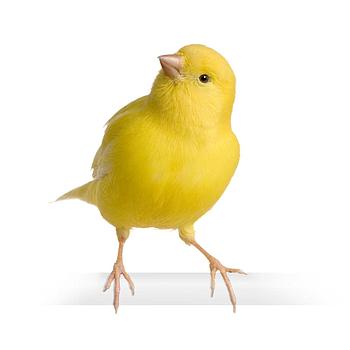CANARIO MACHO O HEMBRA UNIDAD