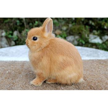CONEJO HOLANDES MINI MACHO O HEMBRA UNIDAD