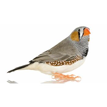 ZEBRA FINCH PAREJA